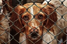 Opuštění a nalezení psi míří do útulků