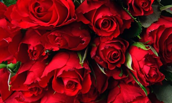 Růže jsou krásným dárkem k Valentýnu