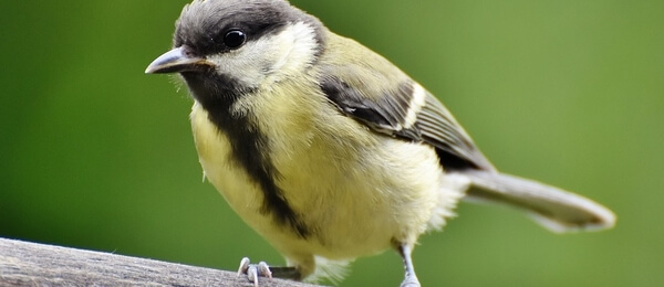 Proč ptáci zpívají ráno? Vědci mají několik teorií