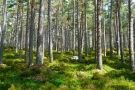 Zelený les - proč ale není černý