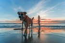 Dovolená se psem po Česku i k moři - kam se vydat a co s sebou