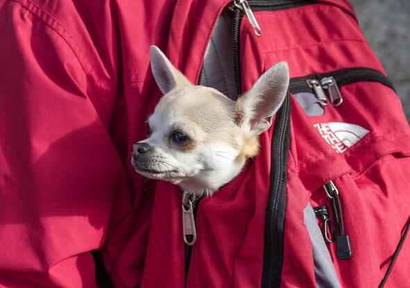 Batoh pro psy - jak vybrat tašku na psa, kabelku, vak a batoh