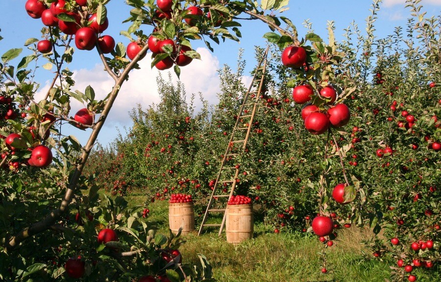 Samosběr jablek 2022: Jak funguje a kam vyrazit
