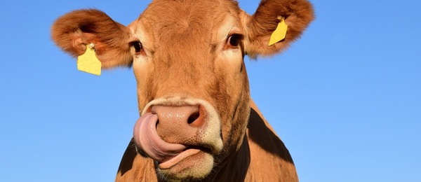 Krávy svým krkáním přispívají k produkci skleníkových plynů