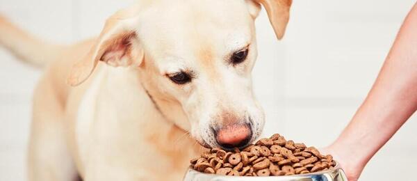 Jaký vliv má krmivo na zdraví, chování a vzhled psů