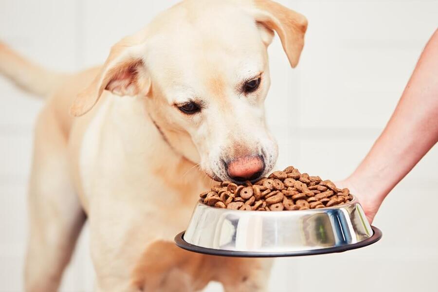 Jaký vliv má krmivo na zdraví, chování a vzhled psů