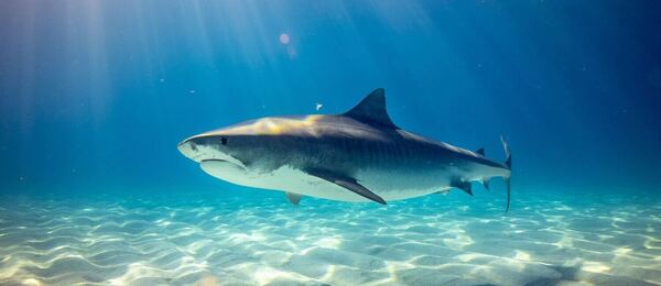 Jak přežít útok žraloka: Žralok útok Egypt, žralok v Chorvatsku, v Řecku, žralok zabil člověka