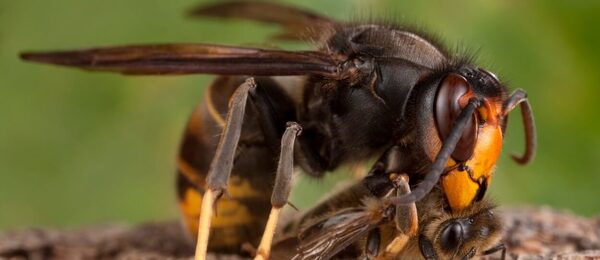 Invazní sršeň asijská objevena v Česku! Loví hlavně včely 