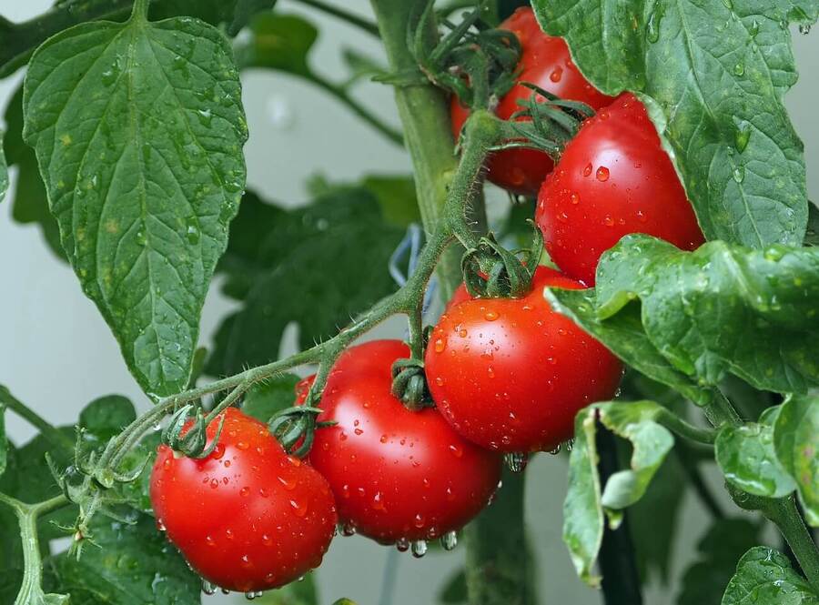 Jak snadno a rychle oloupat rajčata – postup krok za krokem