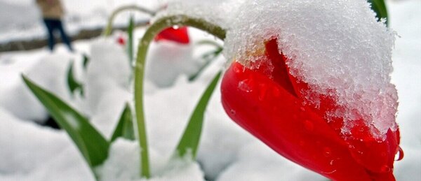 Tulipán pod sněhem