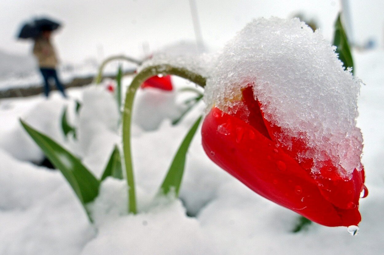 Tulipán pod sněhem